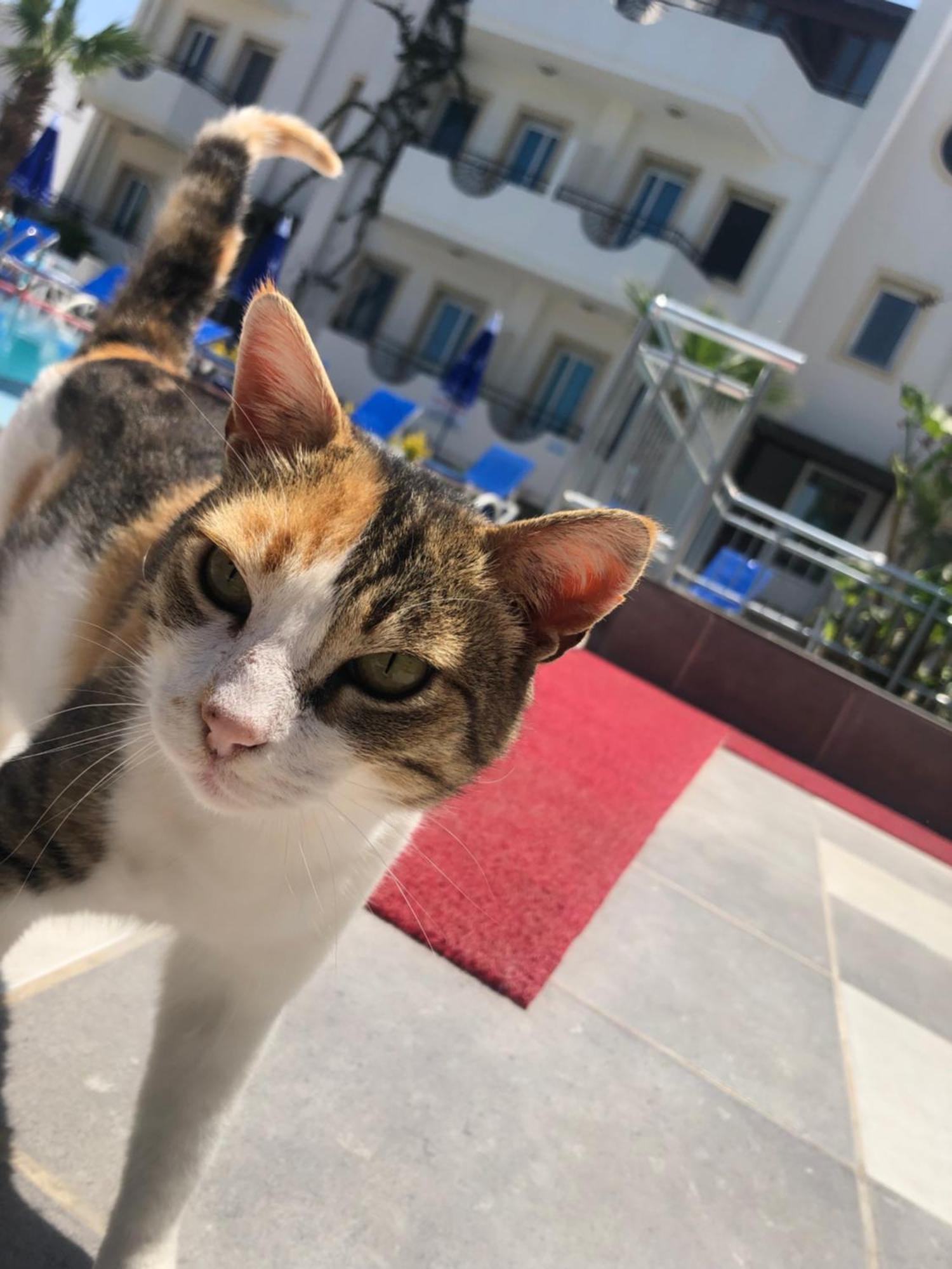 Palmiye Apart Otel Bodrum Luaran gambar